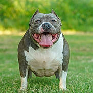 Culture is registered to the contest to win money with this photo: dog, american_bully, outdoor, grass, happy, tongue_out, pet, animal, smiling, nature, greenery, canine, friendly, playful, summer, mammal, portrait, standing, daylight, cute
