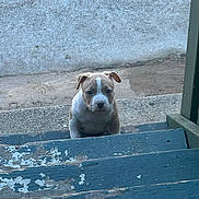 Hulk is registered to the contest to win money with this photo: puppy, dog, stairs, blue, wood, outdoor, young, pet, animal, curious, front_view, steps, paint, peeling_paint, concrete, small, brown, white, ears, cute
