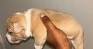 Hulk is registered to the contest to win money with this photo: puppy, dog, hand, holding, tan, white, fur, pet, animal, cute, small, young, indoor, background, skin, person, mammal, domestic, sleepy, loaf