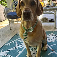 Beauregard joined the competition — help win amazing prizes! dog, bow_tie, pet, animal, indoor, rug, wicker_chair, table, plant, greenery, paws, portrait, canine, furniture, decor, tile_floor, sunlight, tie, domestic_animal, cute