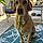 Beauregard