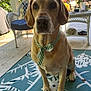dog, bow_tie, pet, animal, indoor, rug, wicker_chair, table, plant, greenery, paws, portrait, canine, furniture, decor, tile_floor, sunlight, tie, domestic_animal, cute