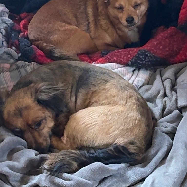 Tucker Bandit joined the competition — help win amazing prizes! animal, bed, bedroom, blanket, canine, cockerspaniel, couch, dog, furniture, homedecor, hound, indoors, laundry, linen, person, pet, puppy, quilt, room, sleeping