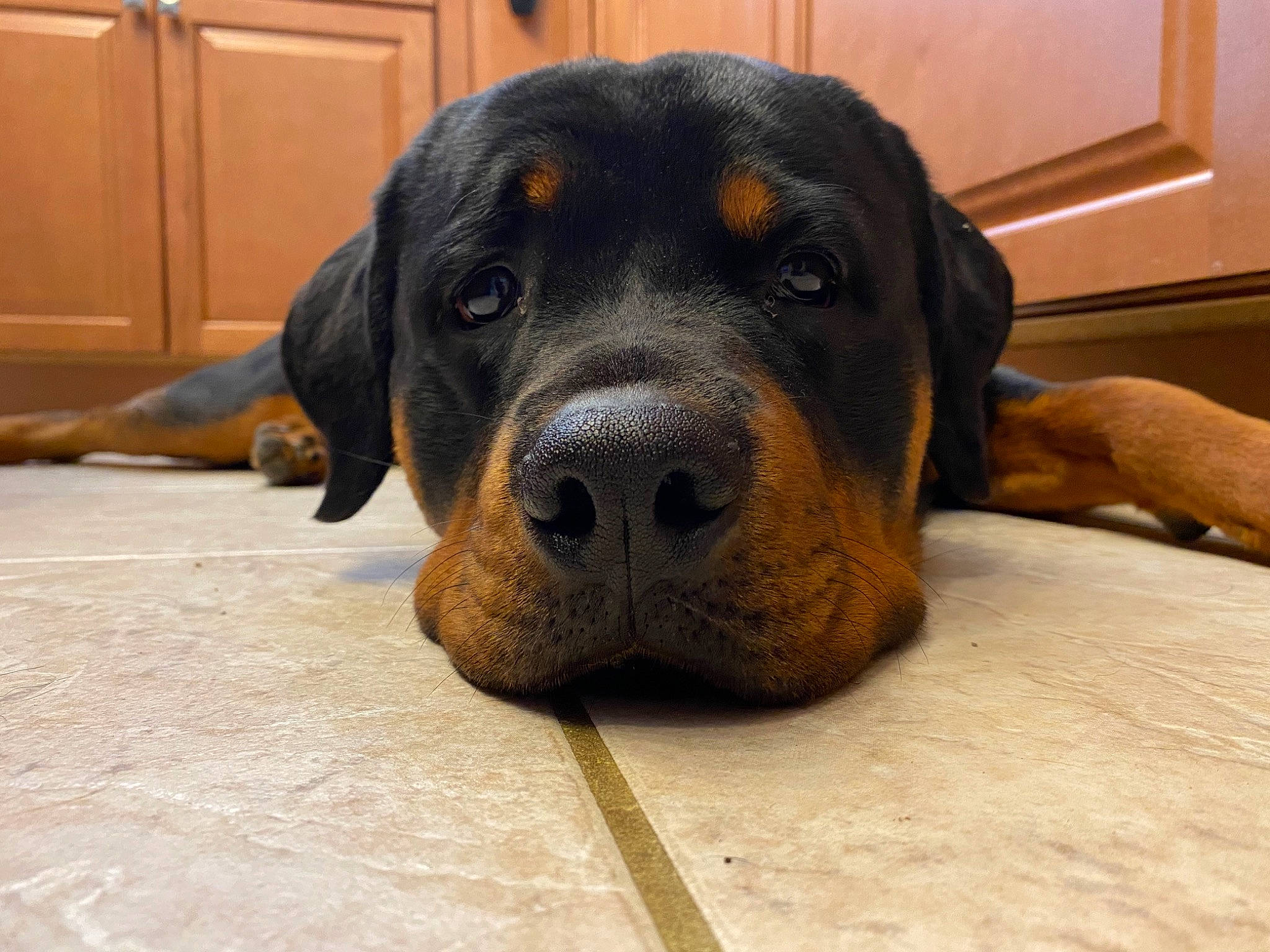 Rhody joined the competition — help win amazing prizes! ball, bored, canidae, carnivore, comfort, companion_dog, dog, dog_breed, door, eye, fawn, fur, hardwood, head, hound, snout, sporting_group, terrestrial_animal, whiskers, working_animal