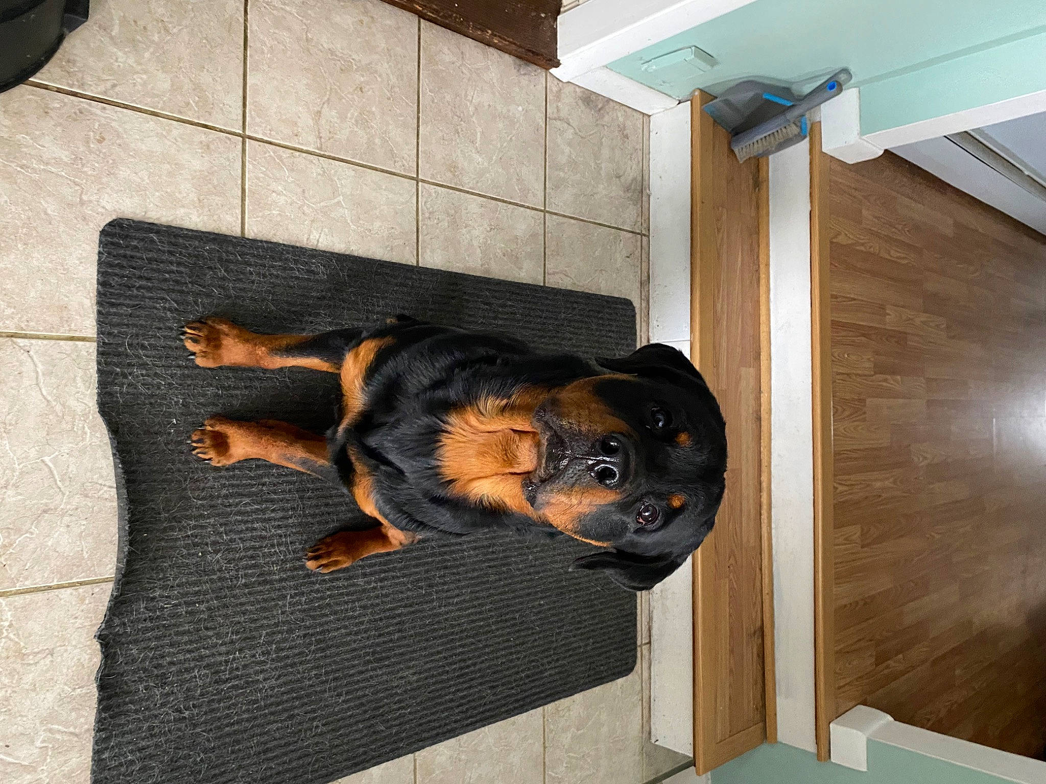 Rhody is registered to the contest to win money with this photo: canidae, carnivore, comfort, companion_dog, dog, dog_breed, dog_supply, fawn, floor, flooring, guard_dog, hardwood, pet_supply, road_surface, room, snout, sporting_group, wood, working_animal, working_dog