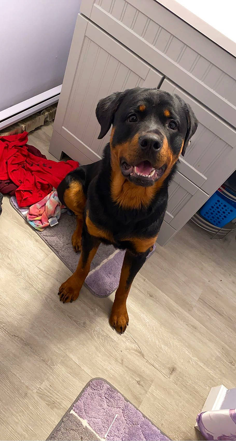 Rhody is registered to the contest to win money with this photo: canidae, carnivore, companion_dog, dog, dog_breed, fawn, floor, flooring, fur, guard_dog, hardwood, hunting_dog, rottweiler, snout, sporting_group, wood, working_animal, working_dog