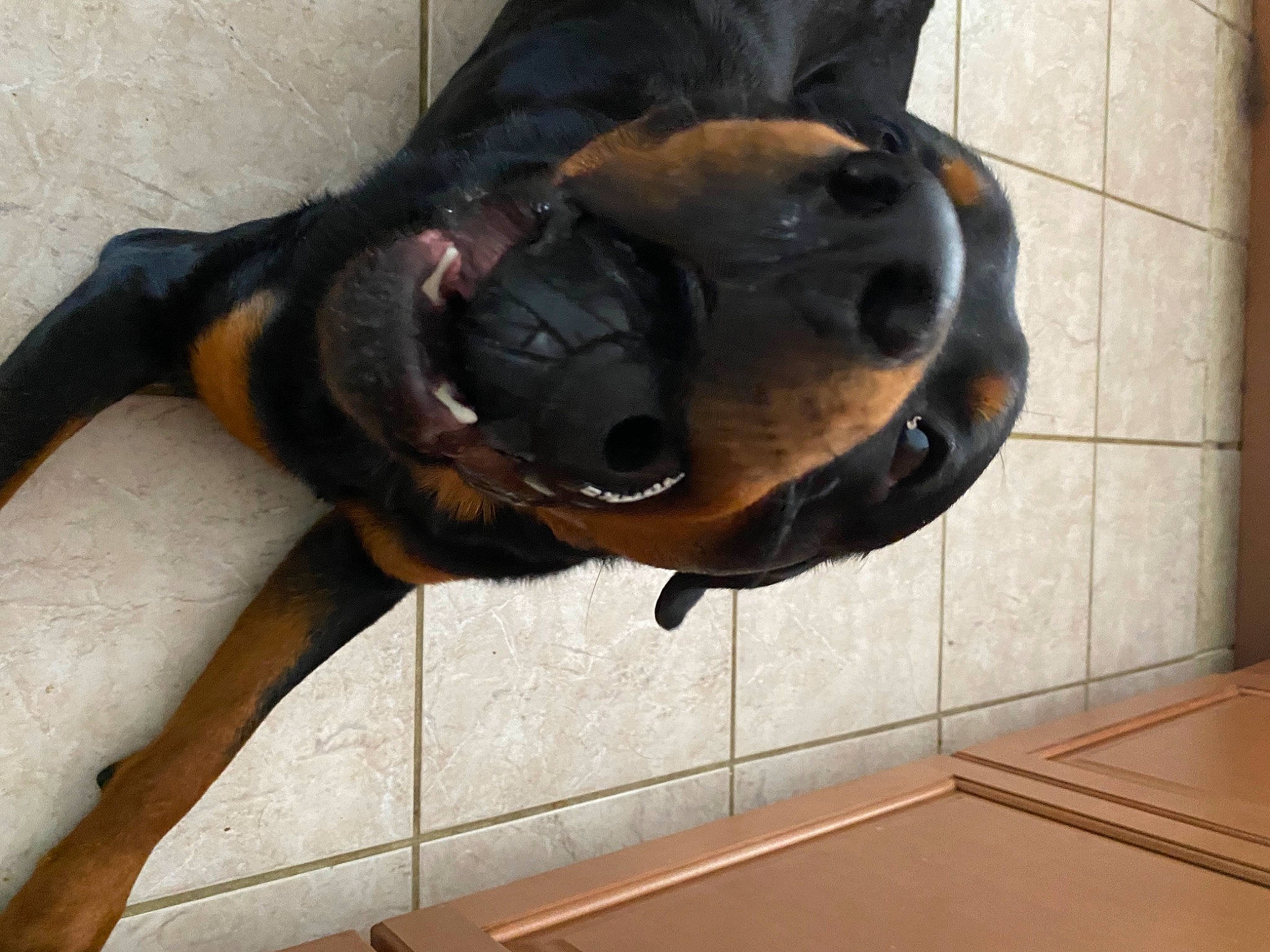 Rhody joined the competition — help win amazing prizes! biting, canidae, carnivore, collar, companion_dog, dog, dog_breed, dog_collar, ear, fawn, fur, guard_dog, head, liver, pet_supply, snout, sporting_group, tail, terrestrial_animal, working_animal