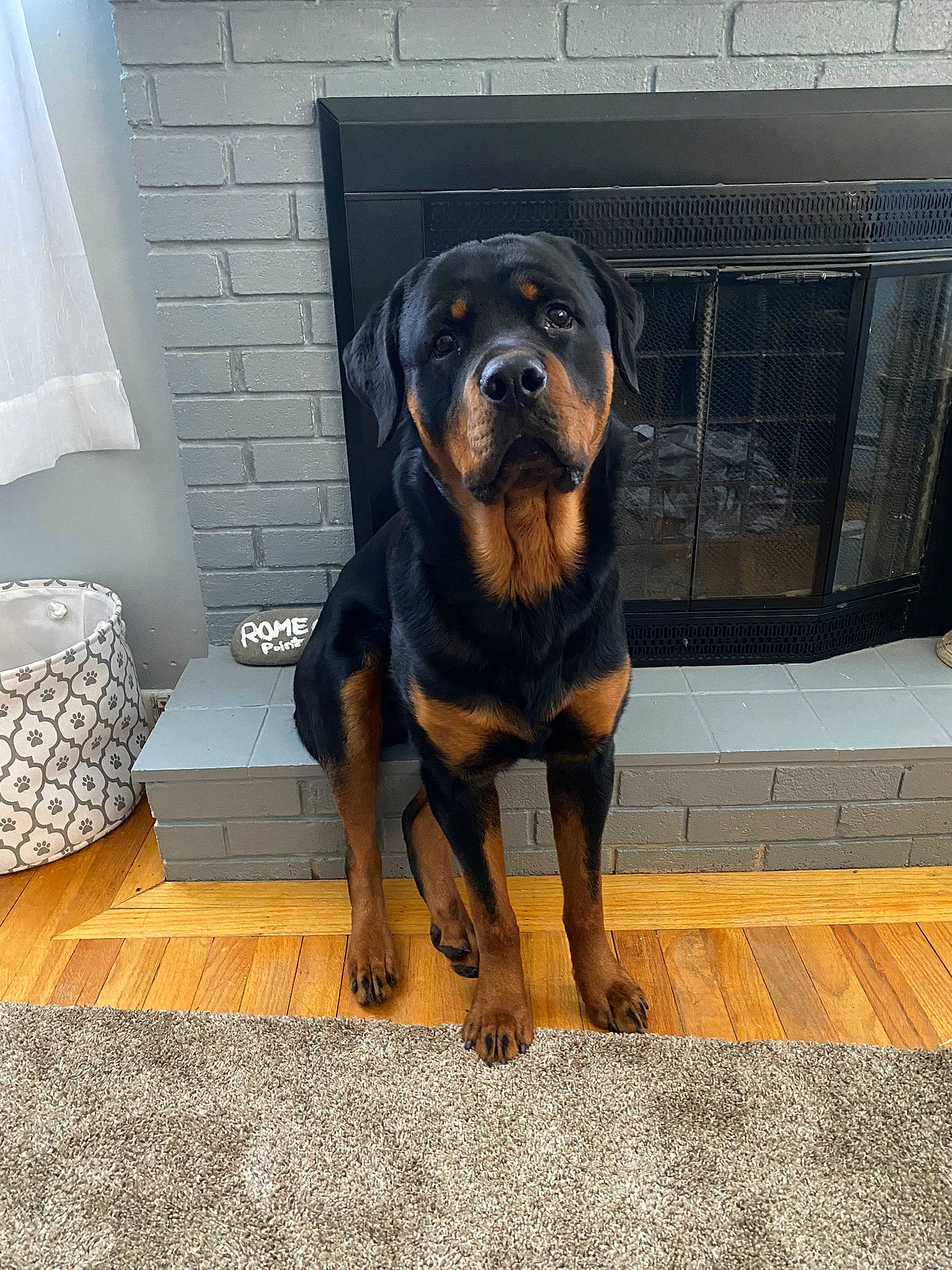 Rhody joined the competition — help win amazing prizes! box, canidae, carnivore, companion_dog, dog, dog_breed, door, flooring, fur, guard_dog, hound, hunting_dog, metal, pet_supply, rottweiler, sporting_group, terrestrial_animal, working_animal, working_dog
