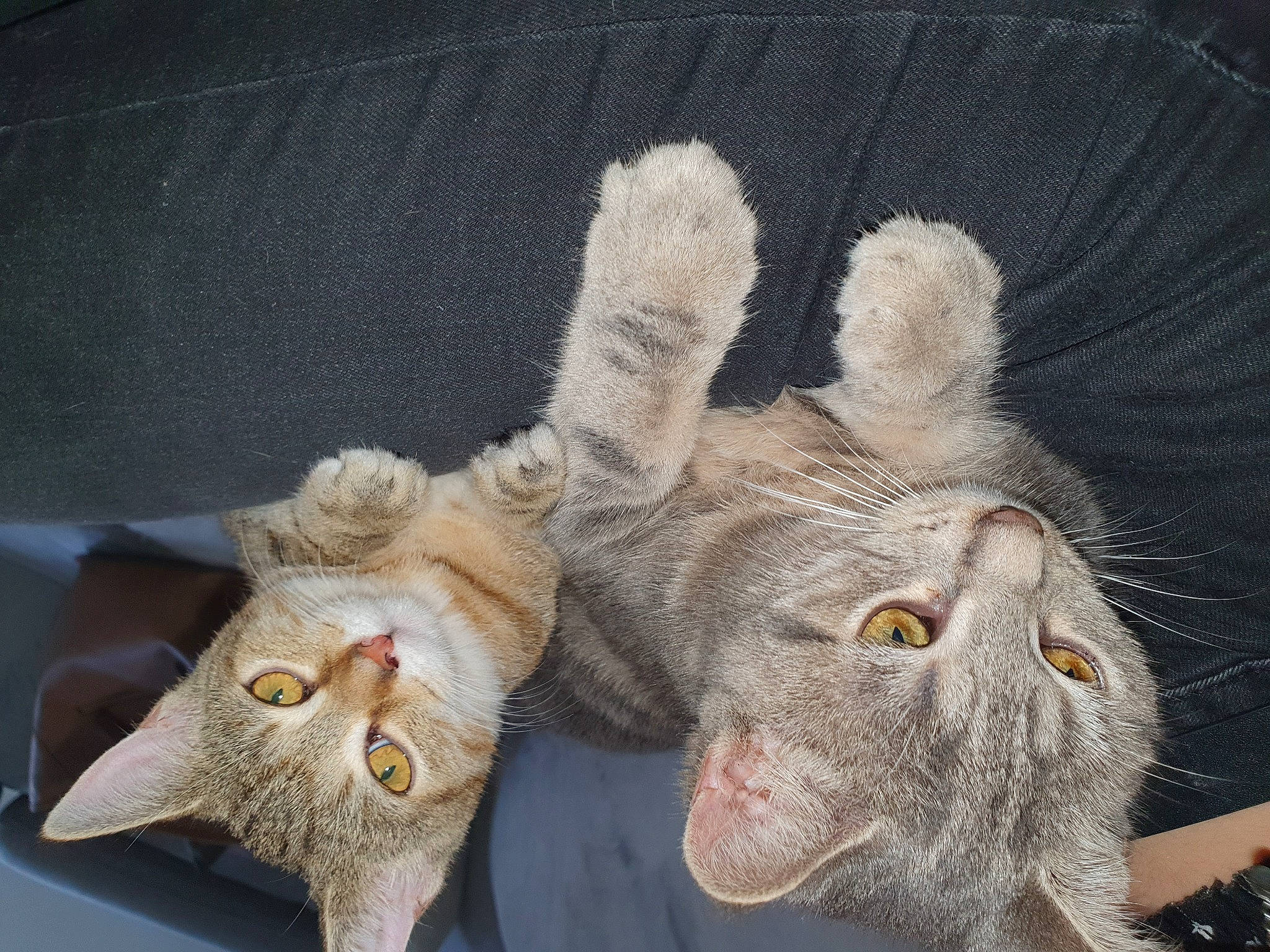 Tayna Et Câline a rejoint le concours — aidez-le/la à gagner de superbes lots ! british_shorthair, carnivore, cat, claw, devon_rex, domestic_short_haired_cat, european_shorthair, fawn, felidae, fur, german_rex, paw, polydactyl_cat, small_to_medium_sized_cats, tabby_cat, whiskers