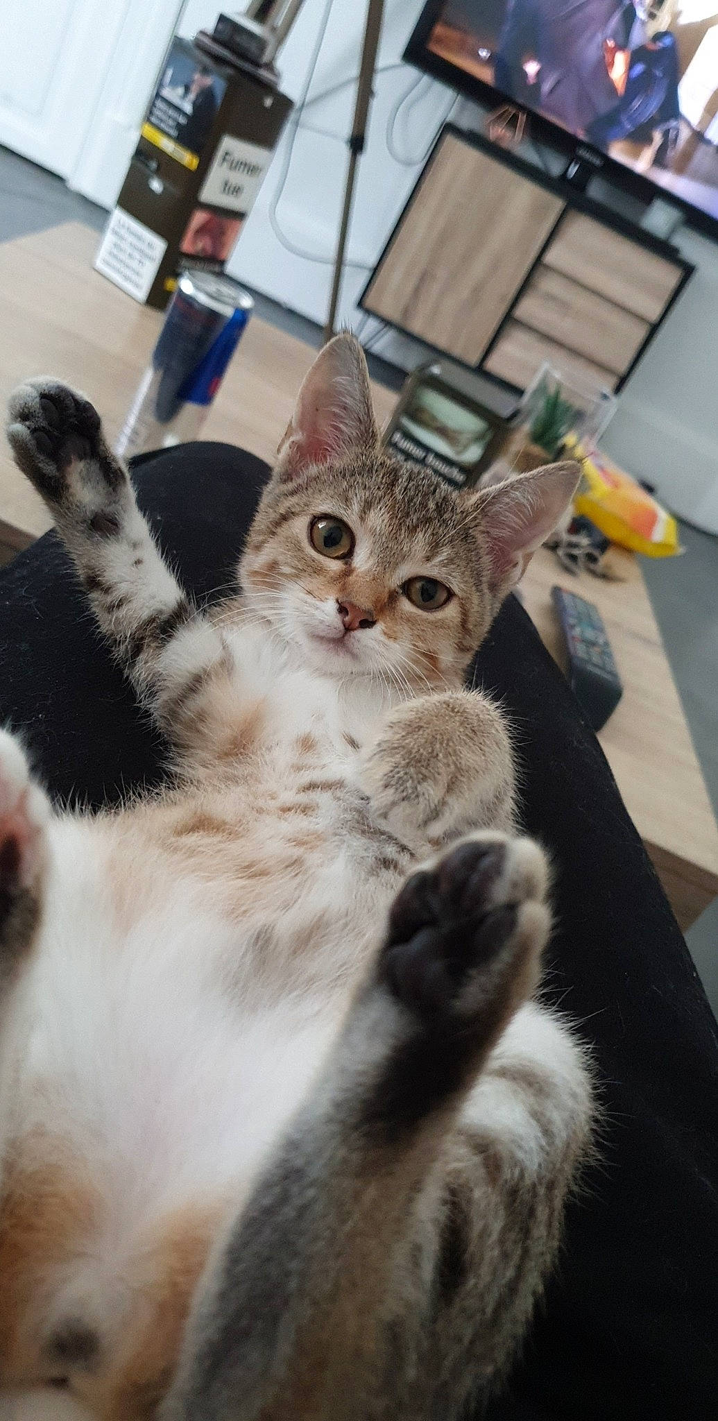 Tayna Et Câline a rejoint le concours — aidez-le/la à gagner de superbes lots ! aegean_cat, american_shorthair, american_wirehair, asian, australian_mist, carnivore, cat, domestic_short_haired_cat, dragon_li, egyptian_mau, european_shorthair, felidae, kitten, mammal, polydactyl_cat, small_to_medium_sized_cats, snout, tabby_cat, vertebrate, whiskers