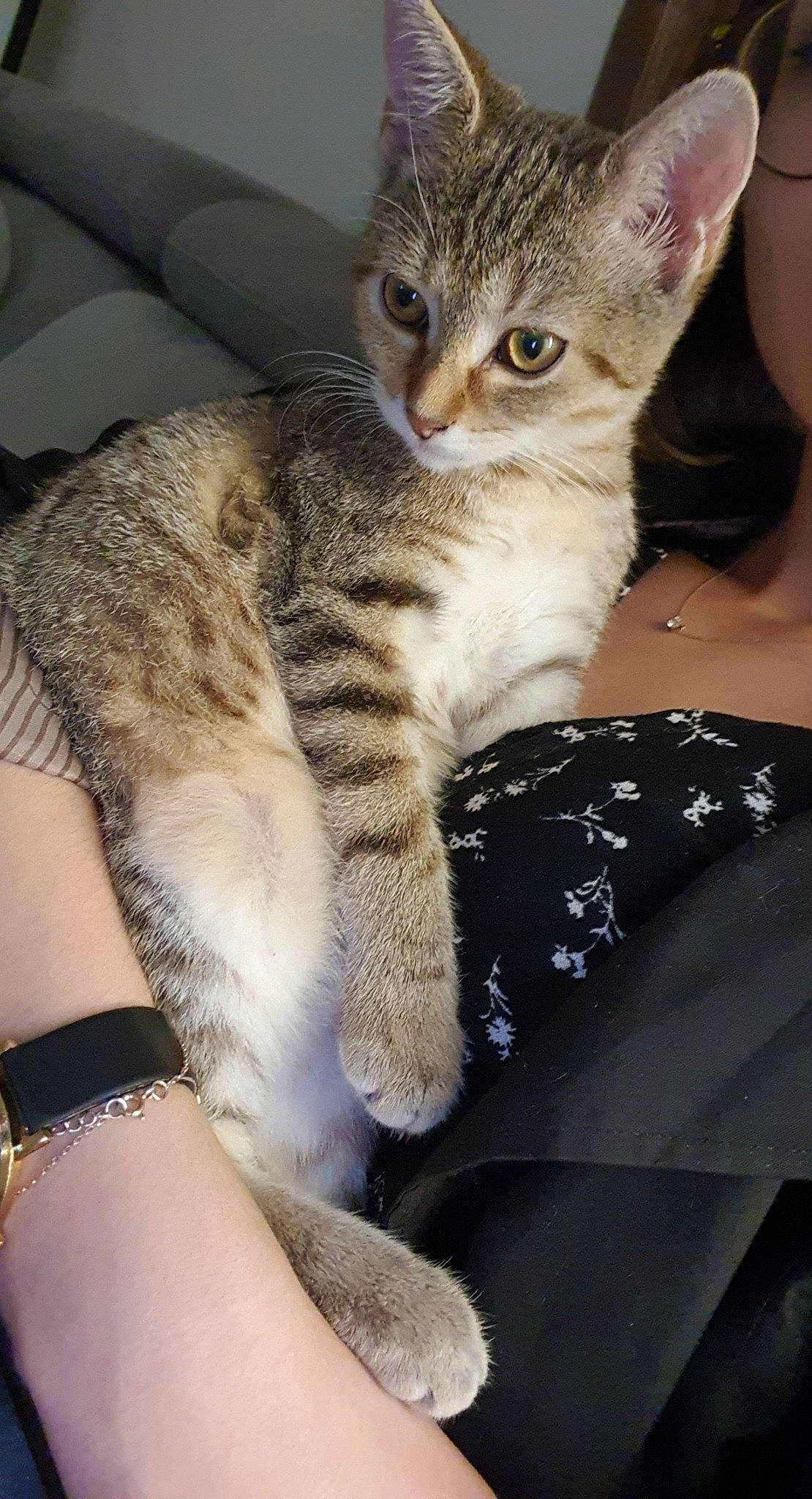 Tayna Et Câline participe au concours pour gagner de l'argent avec cette photo : american_shorthair, american_wirehair, arabian_mau, asian, australian_mist, carnivore, cat, domestic_short_haired_cat, dragon_li, egyptian_mau, european_shorthair, felidae, kitten, mammal, savannah, small_to_medium_sized_cats, sokoke, tabby_cat, vertebrate, whiskers