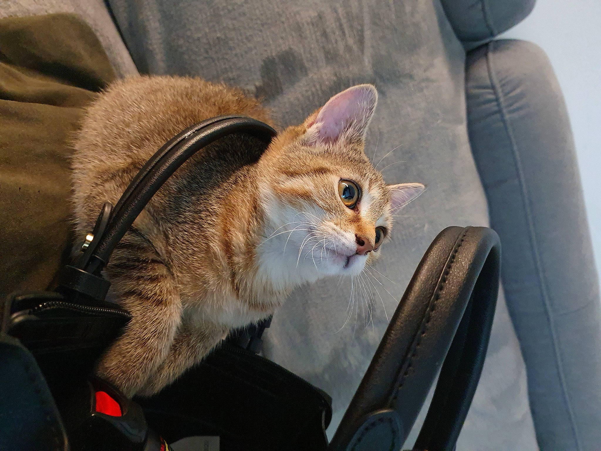 Tayna Et Câline participe au concours pour gagner de l'argent avec cette photo : aegean_cat, asian, carnivore, cat, chausie, domestic_short_haired_cat, european_shorthair, fawn, felidae, fur, german_rex, kitten, mammal, singapura, small_to_medium_sized_cats, snout, whiskers