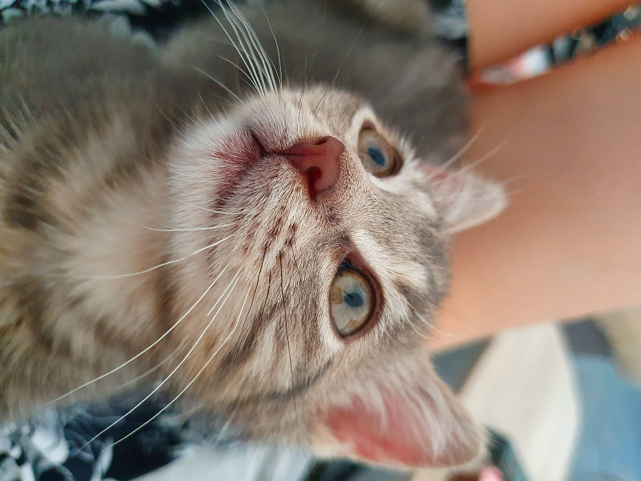 Câline participe au concours pour gagner de l'argent avec cette photo : aegean_cat, american_curl, american_shorthair, asian, carnivore, cat, close_up, domestic_short_haired_cat, european_shorthair, eye, felidae, fur, kitten, norwegian_forest_cat, nose, siberian, small_to_medium_sized_cats, snout, tabby_cat, whiskers