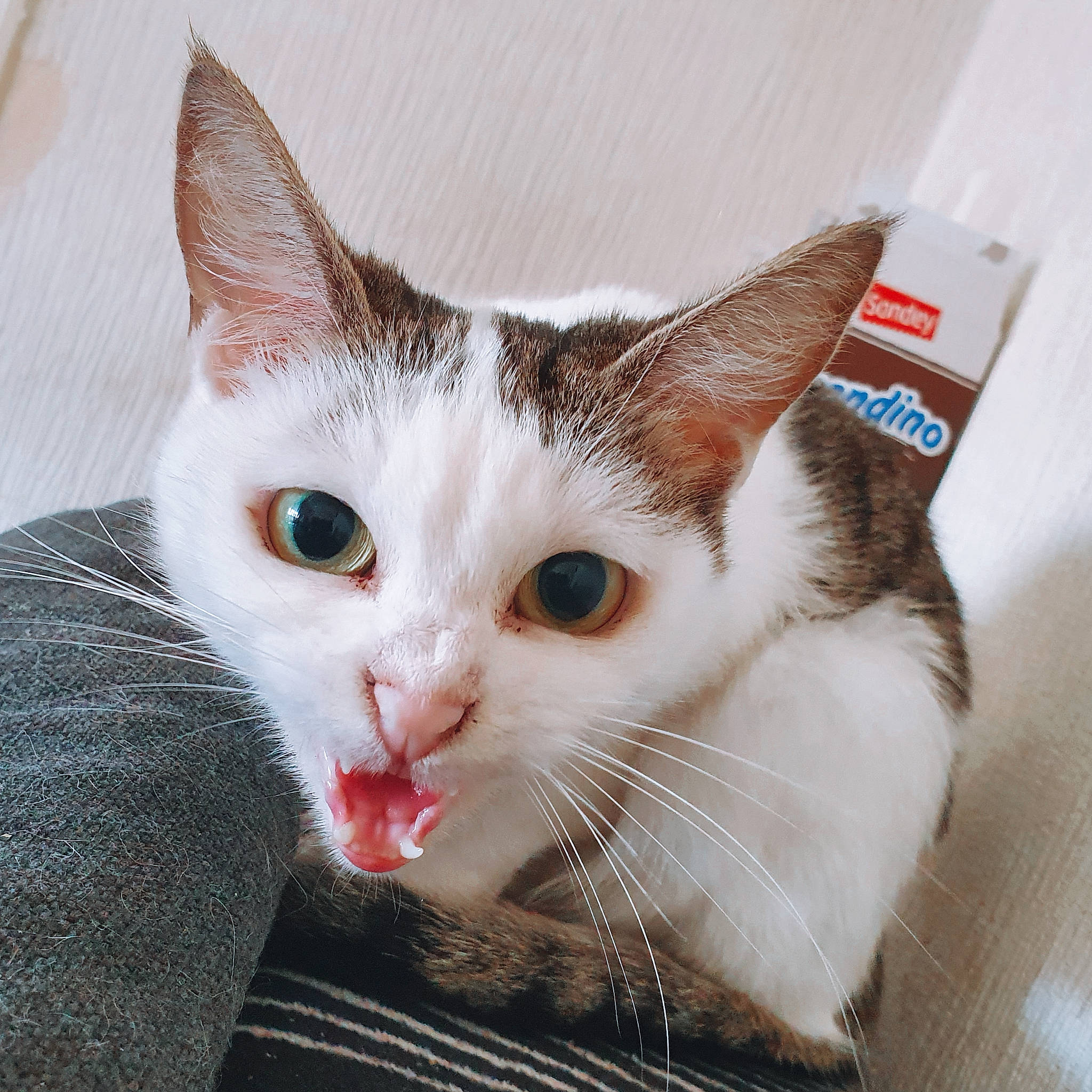 Iona participe au concours pour gagner de l'argent avec cette photo : aegean_cat, american_wirehair, asian, carnivore, cat, domestic_short_haired_cat, ear, european_shorthair, eye, felidae, fur, kitten, mammal, small_to_medium_sized_cats, tabby_cat, turkish_van, whiskers