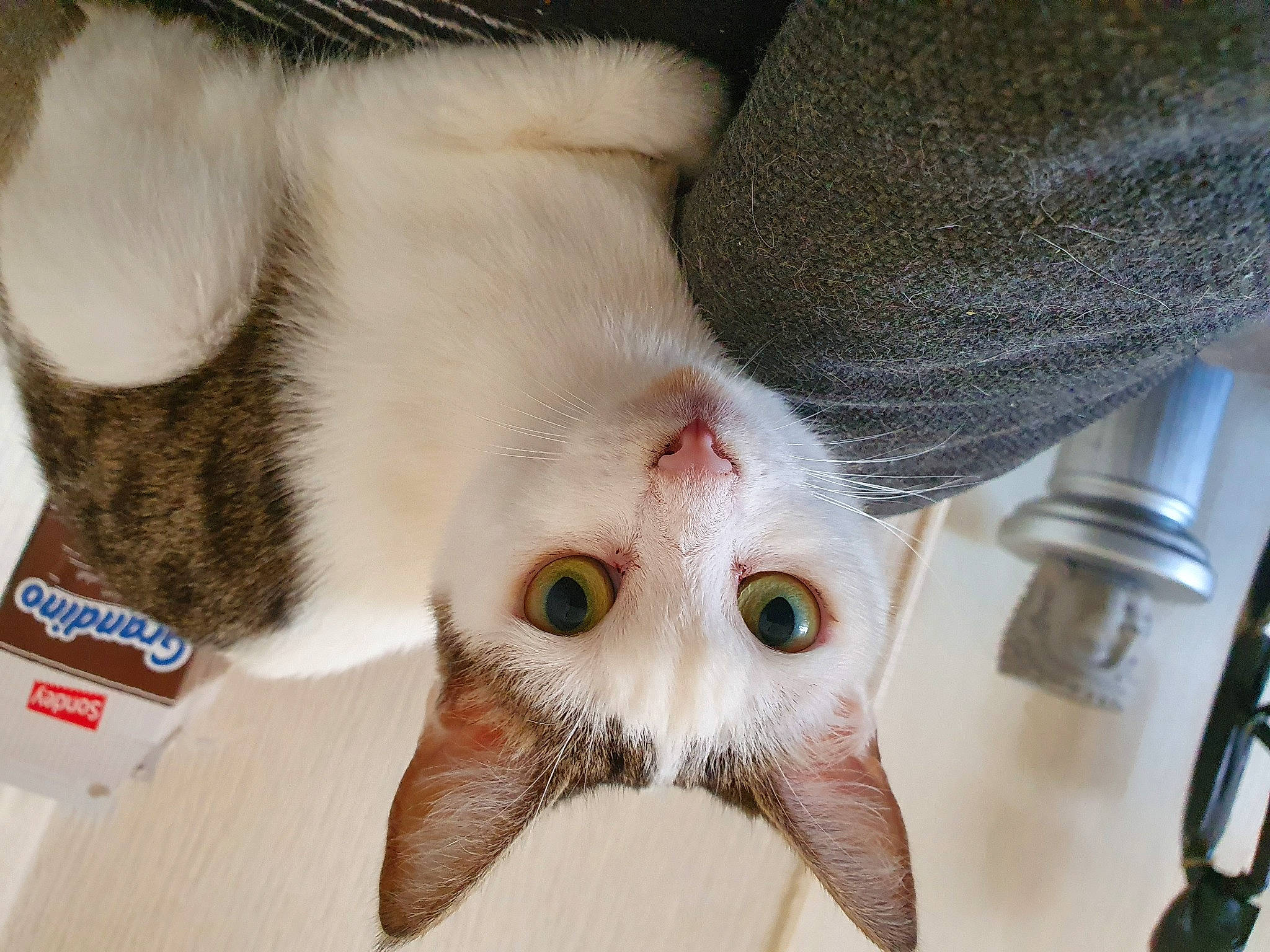 Iona a rejoint le concours — aidez-le/la à gagner de superbes lots ! carnivore, cat, claw, ear, eye, felidae, fur, photo_caption, small_to_medium_sized_cats, snout, whiskers