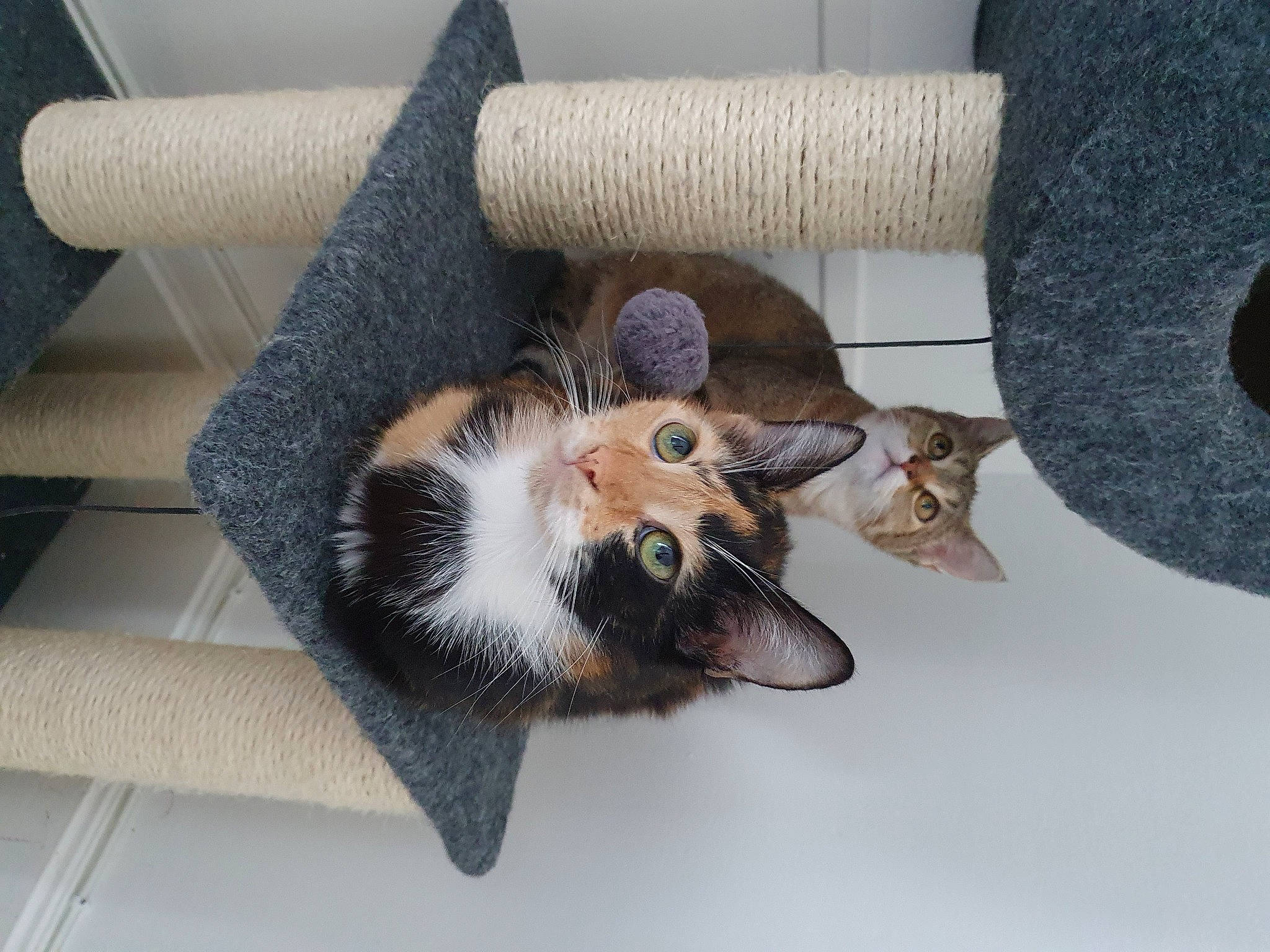 Kira participe au concours pour gagner de l'argent avec cette photo : carnivore, cat, felidae, kitten, small_to_medium_sized_cats, tabby_cat, whiskers