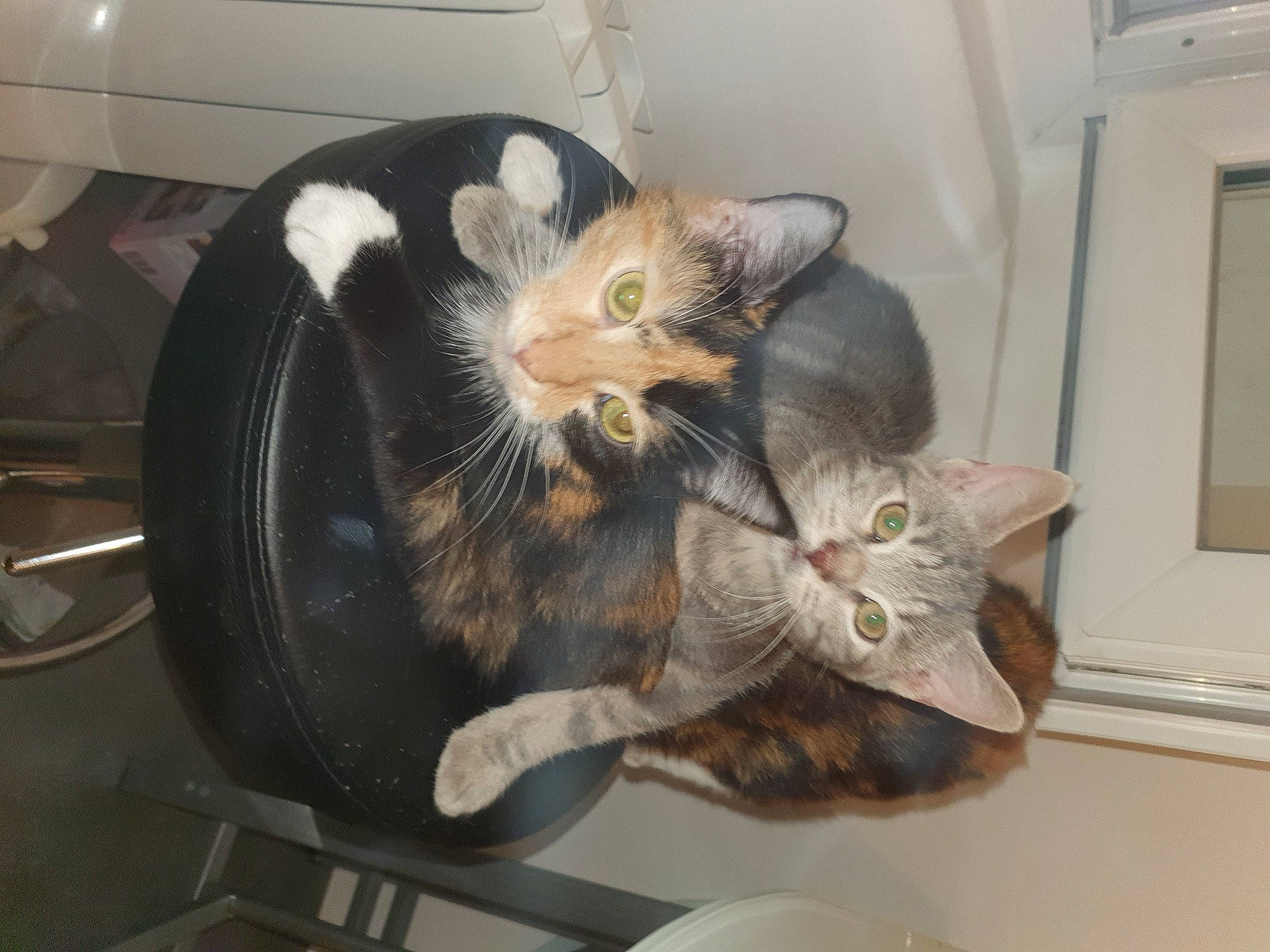 Kira participe au concours pour gagner de l'argent avec cette photo : carnivore, cat, domestic_short_haired_cat, ear, european_shorthair, felidae, kitten, small_to_medium_sized_cats, tail, whiskers