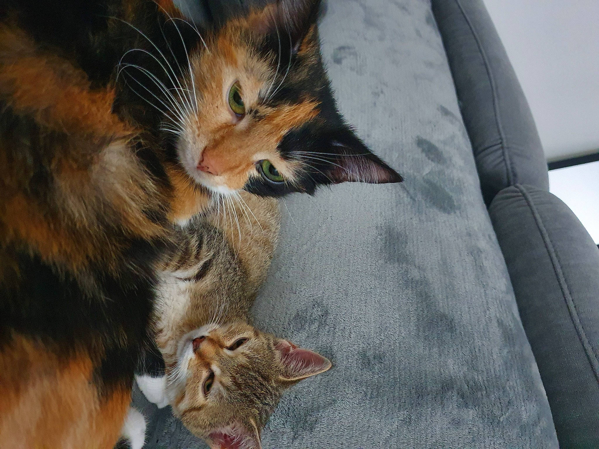 Kira participe au concours pour gagner de l'argent avec cette photo : aegean_cat, asian, carnivore, cat, claw, domestic_short_haired_cat, european_shorthair, felidae, fur, kitten, mammal, small_to_medium_sized_cats, snout, somali, tabby_cat, toyger, vertebrate, whiskers