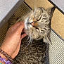 cat, tabby, hand, bracelets, scratching, whiskers, closed_eyes, relaxed, pet, fur, striped, chair, outdoor, comfort, contentment, animal, domestic_cat, resting, close_up, human_interaction