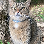 Scarlett is registered to the contest to win money with this photo: cat, tabby, animal, pet, collar, outdoor, nature, tree, leaf, plant, fur, whiskers, forest, ground, mammal, cute, sitting, alert, wildlife, closeup