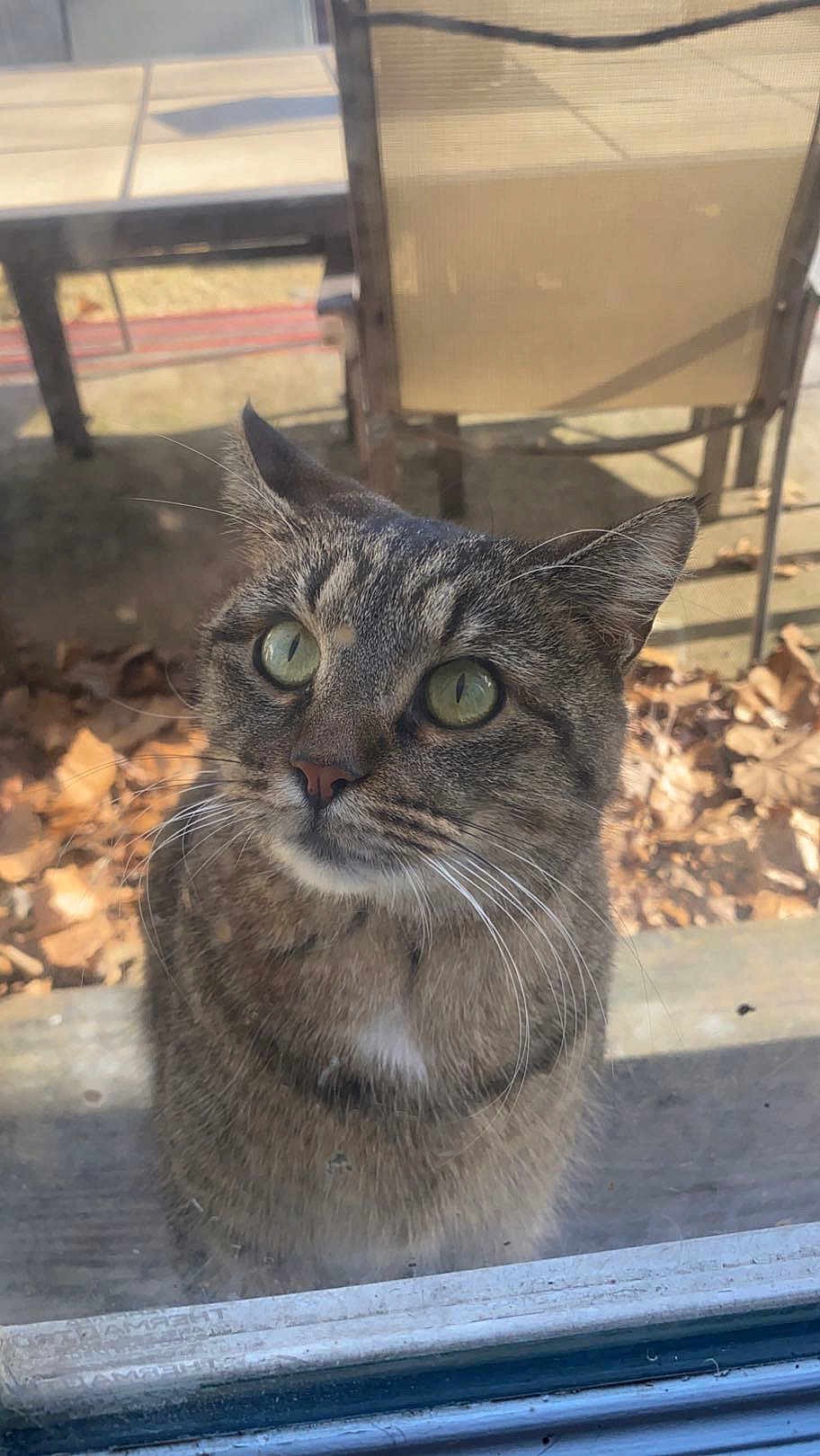 Scarlett joined the competition — help win amazing prizes! cat, tabby, animal, pet, outdoor, window, glass, curious, whiskers, green_eyes, face, fur, closeup, daylight, leaves, chair, patio, nature, domestic, looking