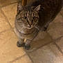 cat, tabby, animal, pet, indoor, floor, tile, whiskers, curious, looking_up, feline, domestic_cat, wooden_chair, brown, gray, striped, four_legs, tail, close_up, young_cat