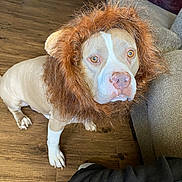 Husband joined the competition — help win amazing prizes! animal, brown, costume, couch, cute, dog, domestic_animal, ears, face, funny, fur, indoor, lion_mane, looking_up, mammal, pet, portrait, whiskers, white, wooden_floor