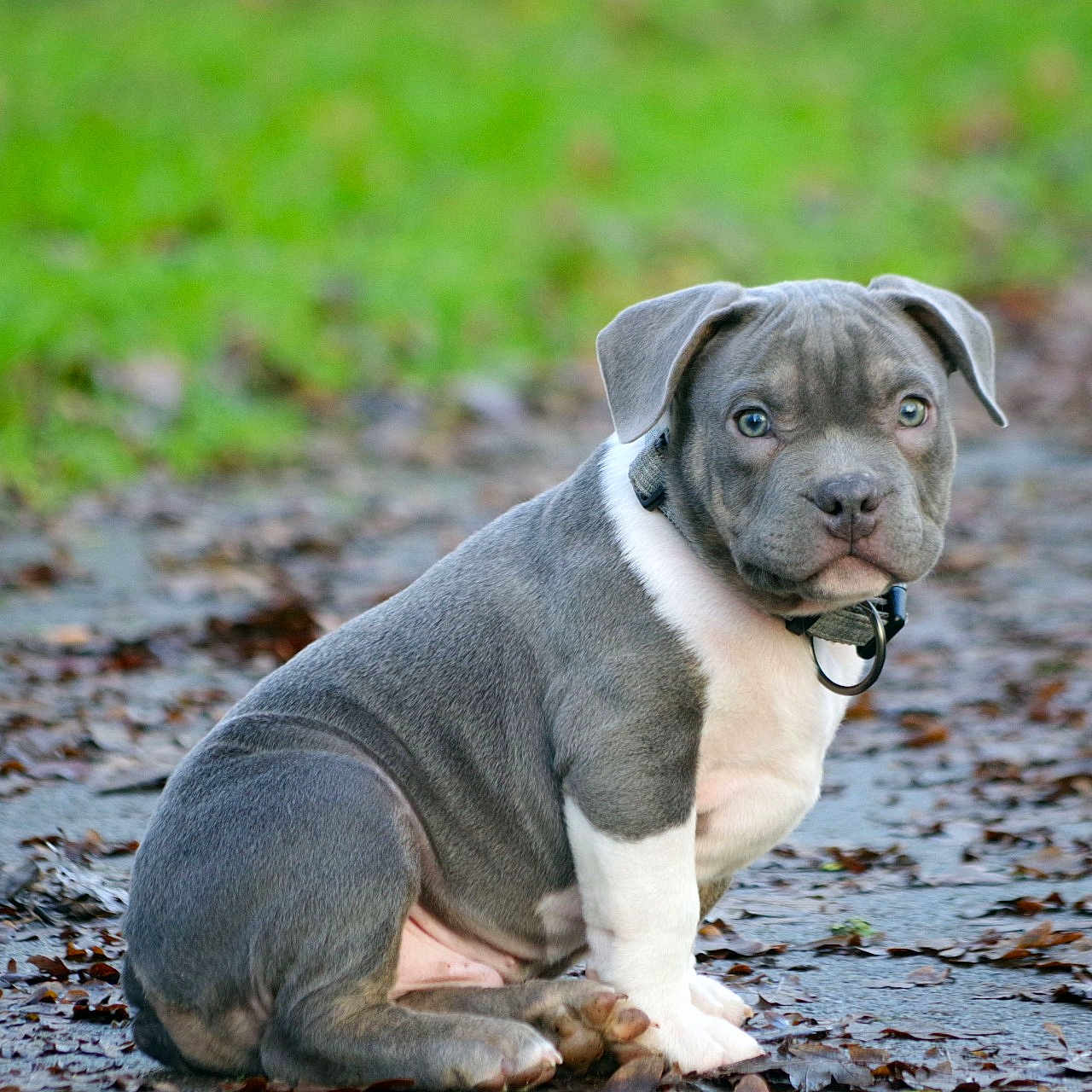 Aiko participe au concours pour gagner de l'argent avec cette photo : animal, boxer, bulldog, canine, dog, frenchbulldog, grass, hound, labradorretriever, leaf, mud, pebble, pet, pitbull, plant, pointer, puppy, rock, snout, soil