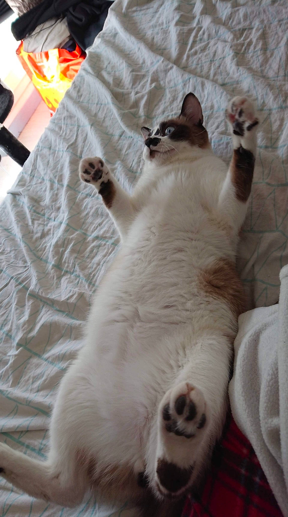 Chiro participe au concours pour gagner de l'argent avec cette photo : carnivore, cat, domestic_short_haired_cat, felidae, fur, home_accessories, linens, paw, small_to_medium_sized_cats, snout, tail, terrestrial_animal, vertebrate, whiskers