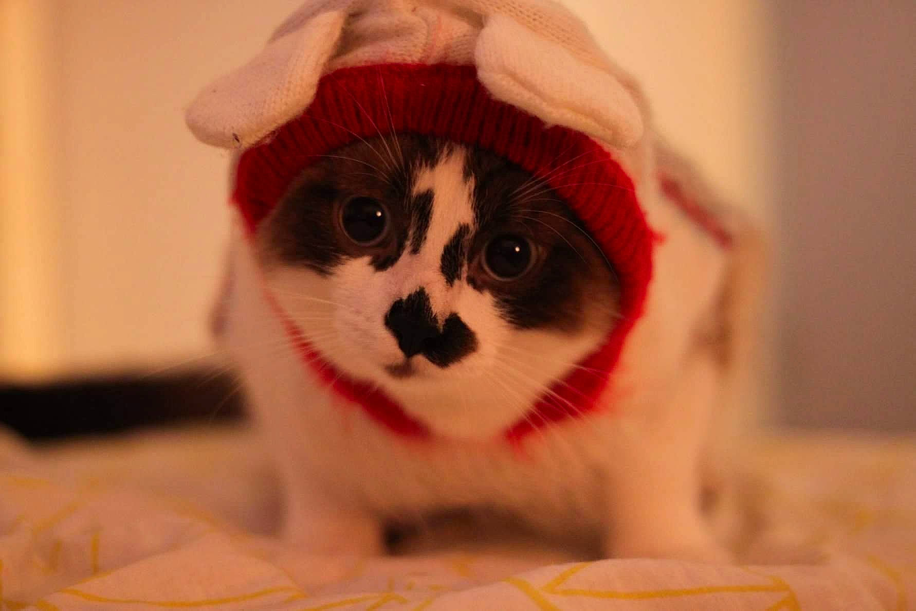 Chiro participe au concours pour gagner de l'argent avec cette photo : carmine, carnivore, cat, christmas, coquelicot, costume_accessory, costume_hat, felidae, fictional_character, fur, pet_supply, small_to_medium_sized_cats, snout, whiskers