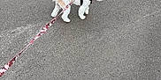 Daisy Mae joined the competition — help win amazing prizes! dog, small_dog, leash, harness, asphalt, outdoor, pet, walking, canine, white_dog, tan_dog, pavement, side_view, standing, curious, animal, domestic_animal, pet_accessory, daylight, closeup