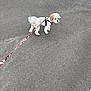 dog, small_dog, leash, harness, asphalt, outdoor, pet, walking, canine, white_dog, tan_dog, pavement, side_view, standing, curious, animal, domestic_animal, pet_accessory, daylight, closeup