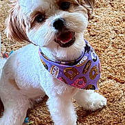 Daisy Mae joined the competition — help win amazing prizes! dog, pet, bandana, purple, donut_pattern, happy, smiling, sitting, carpet, fluffy, white, tan, cute, indoor, fur, friendly, animal, companion, playful, portrait