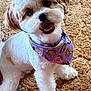 dog, pet, bandana, purple, donut_pattern, happy, smiling, sitting, carpet, fluffy, white, tan, cute, indoor, fur, friendly, animal, companion, playful, portrait