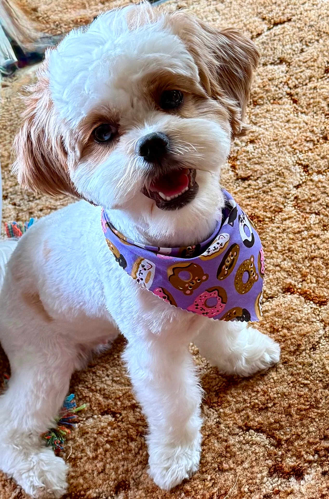 Daisy Mae