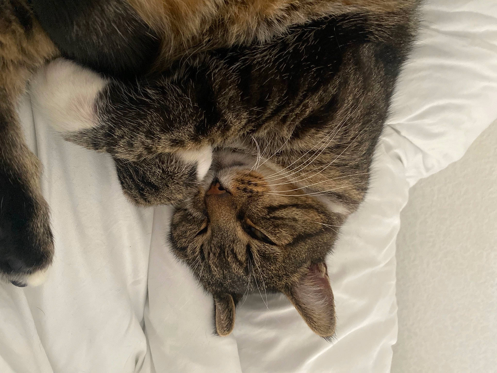 Socky participe au concours pour gagner de l'argent avec cette photo : carnivore, cat, claw, comfort, domestic_short_haired_cat, eye, felidae, fur, gesture, grey, nap, paw, sleep, small_to_medium_sized_cats, snout, tail, textile, whiskers