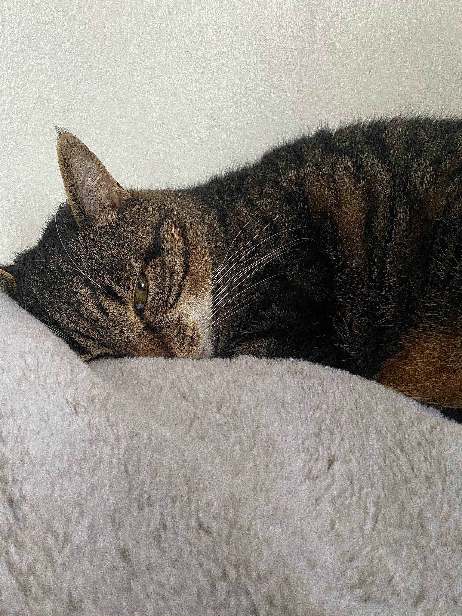 Socky a rejoint le concours — aidez-le/la à gagner de superbes lots ! carnivore, cat, claw, comfort, domestic_short_haired_cat, eye, felidae, fur, grey, head, leg, nap, paw, small_to_medium_sized_cats, snout, tail, terrestrial_animal, tree, whiskers, wildlife