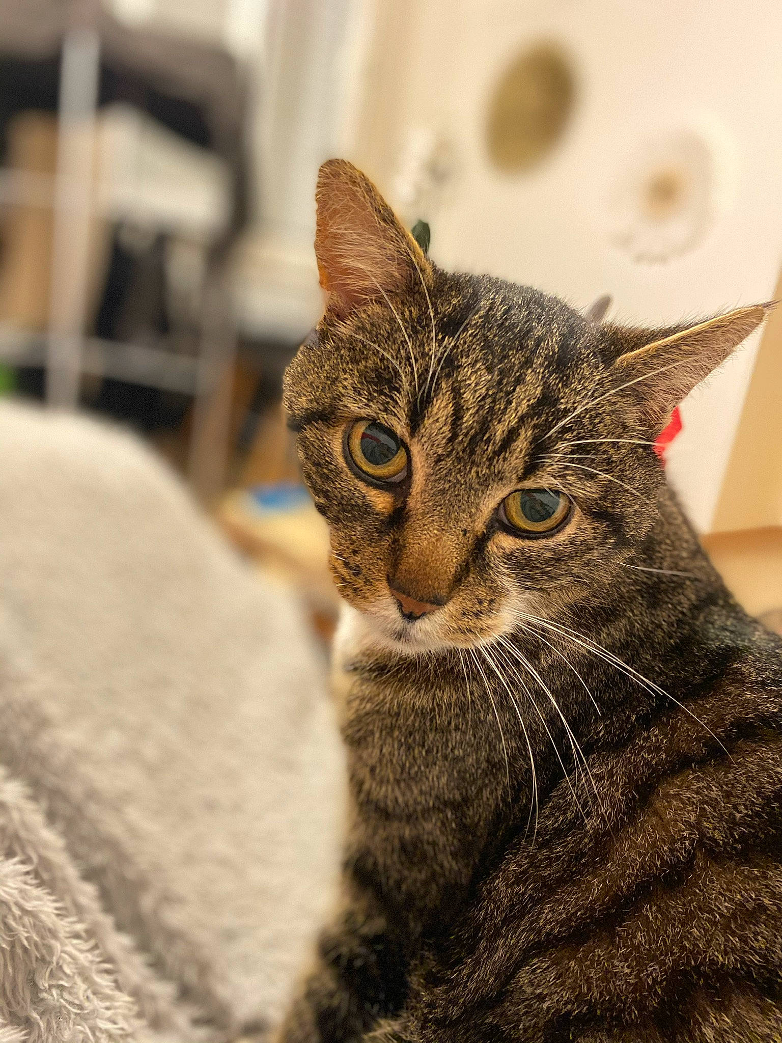 Socky a rejoint le concours — aidez-le/la à gagner de superbes lots ! carnivore, cat, domestic_short_haired_cat, eye, felidae, fur, grass, head, small_to_medium_sized_cats, snout, terrestrial_animal, tree, vertebrate, whiskers, wildlife, window