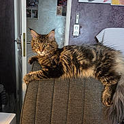 Aîka participe au concours pour gagner de l'argent avec cette photo : cat, tabby_cat, fluffy_fur, chair, indoor, curious, feline, pet, domestic_cat, relaxed, gray_fabric, whiskers, tail, ears, looking, face, home_interior, decor, statue, door