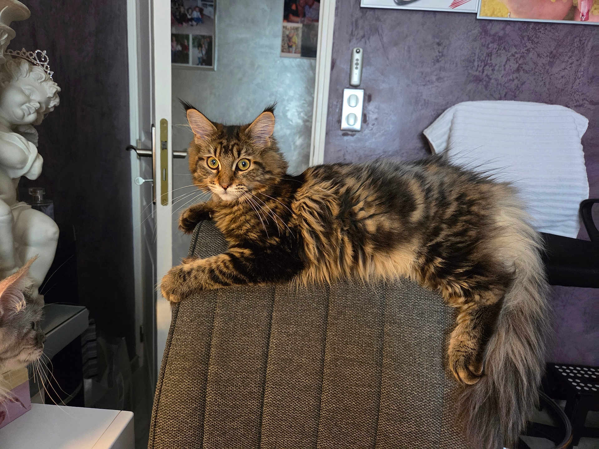 Aîka participe au concours pour gagner de l'argent avec cette photo : cat, tabby_cat, fluffy_fur, chair, indoor, curious, feline, pet, domestic_cat, relaxed, gray_fabric, whiskers, tail, ears, looking, face, home_interior, decor, statue, door