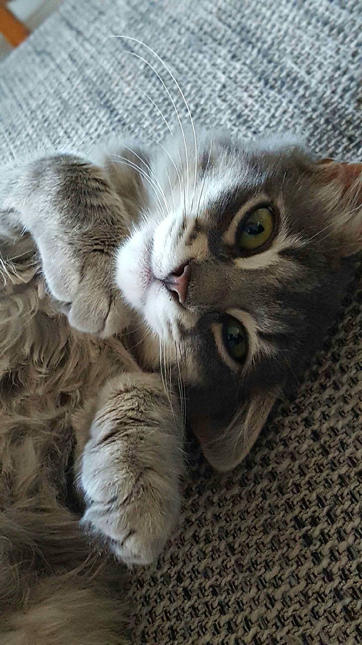 Minnie participe au concours pour gagner de l'argent avec cette photo : american_curl, asian, british_longhair, british_semi_longhair, carnivore, cat, domestic_short_haired_cat, european_shorthair, felidae, fur, kitten, mammal, norwegian_forest_cat, pixie_bob, polydactyl_cat, siberian, small_to_medium_sized_cats, snout, tabby_cat, whiskers