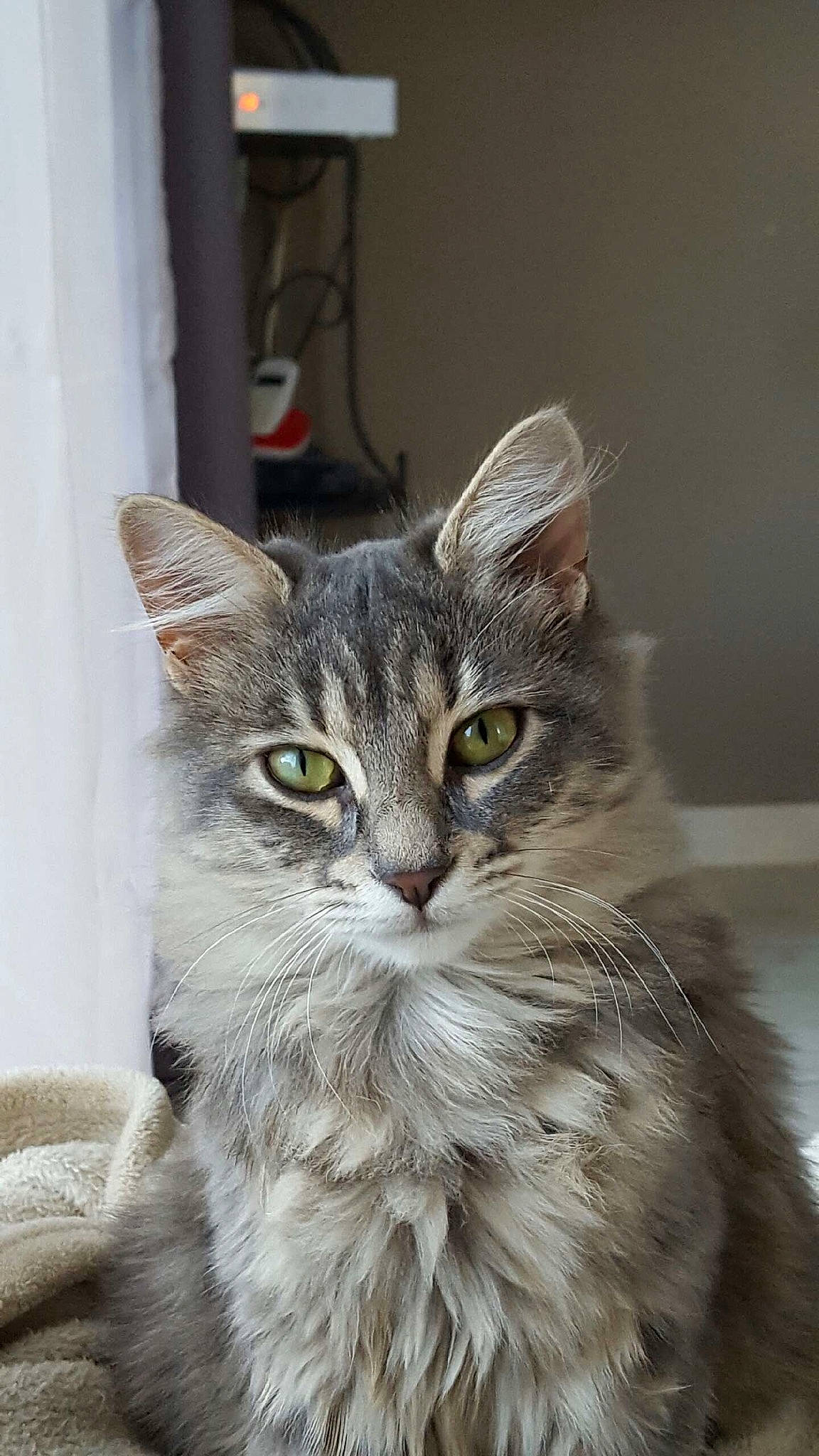 Minnie a rejoint le concours — aidez-le/la à gagner de superbes lots ! american_curl, asian, asian_semi_longhair, australian_mist, british_semi_longhair, carnivore, cat, domestic_long_haired_cat, domestic_short_haired_cat, european_shorthair, felidae, kitten, maine_coon, mammal, norwegian_forest_cat, siberian, small_to_medium_sized_cats, tabby_cat, vertebrate, whiskers