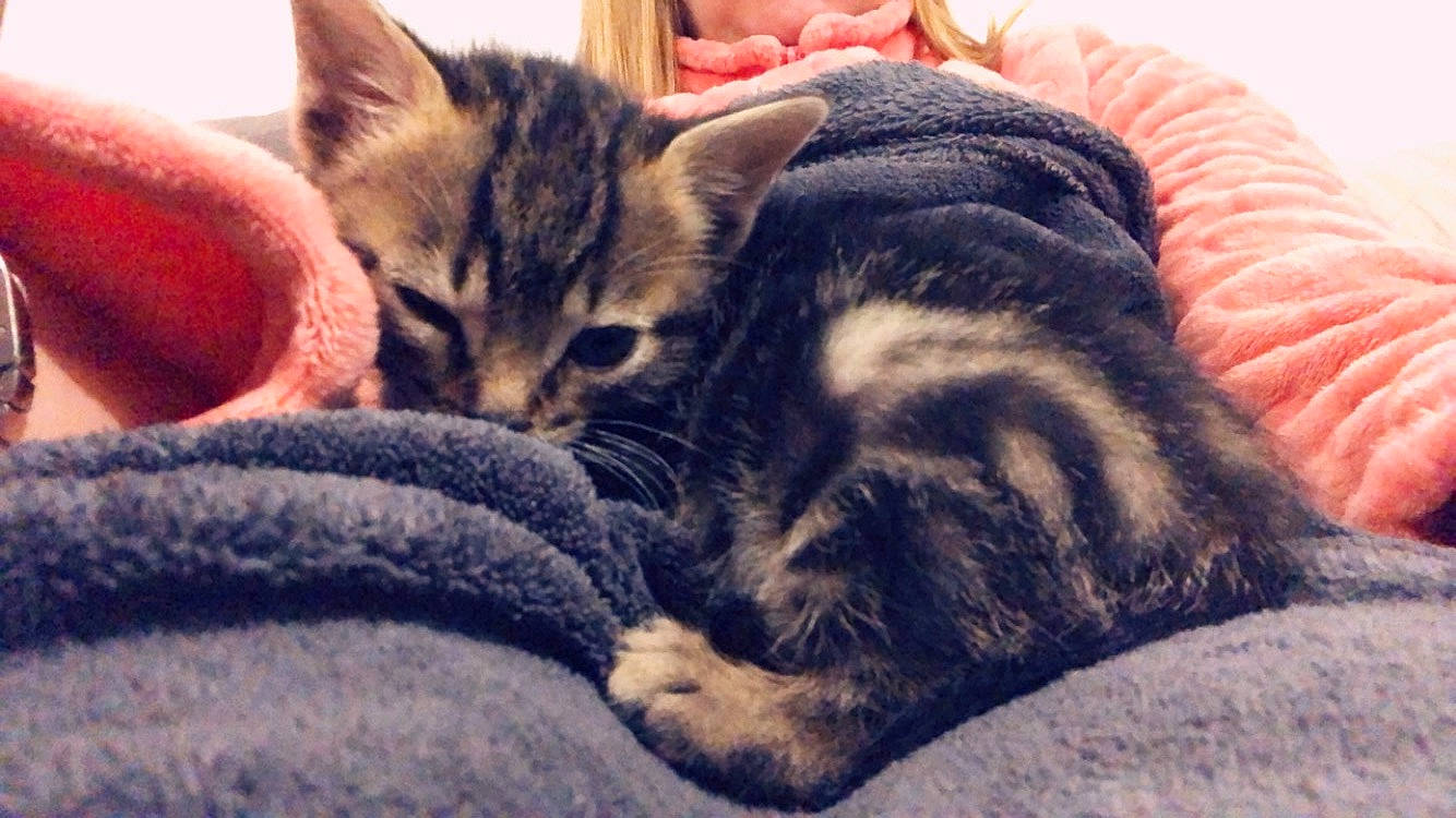 Sparco participe au concours pour gagner de l'argent avec cette photo : american_shorthair, asian, california_spangled, carnivore, cat, domestic_short_haired_cat, dragon_li, egyptian_mau, european_shorthair, felidae, fur, kitten, mammal, nap, pixie_bob, sleep, small_to_medium_sized_cats, snout, tabby_cat, whiskers