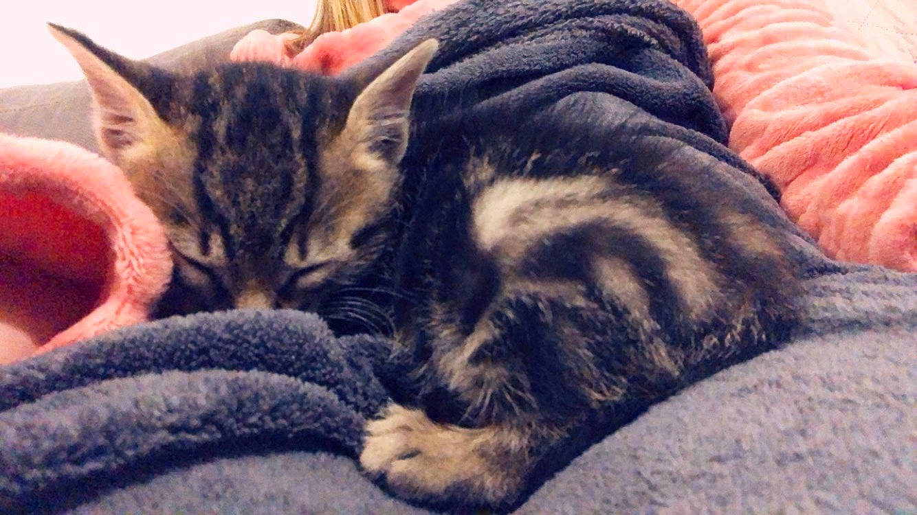 Sparco participe au concours pour gagner de l'argent avec cette photo : american_shorthair, asian, california_spangled, carnivore, cat, domestic_short_haired_cat, dragon_li, european_shorthair, felidae, fur, kitten, mammal, nap, paw, pixie_bob, sleep, small_to_medium_sized_cats, snout, tabby_cat, whiskers