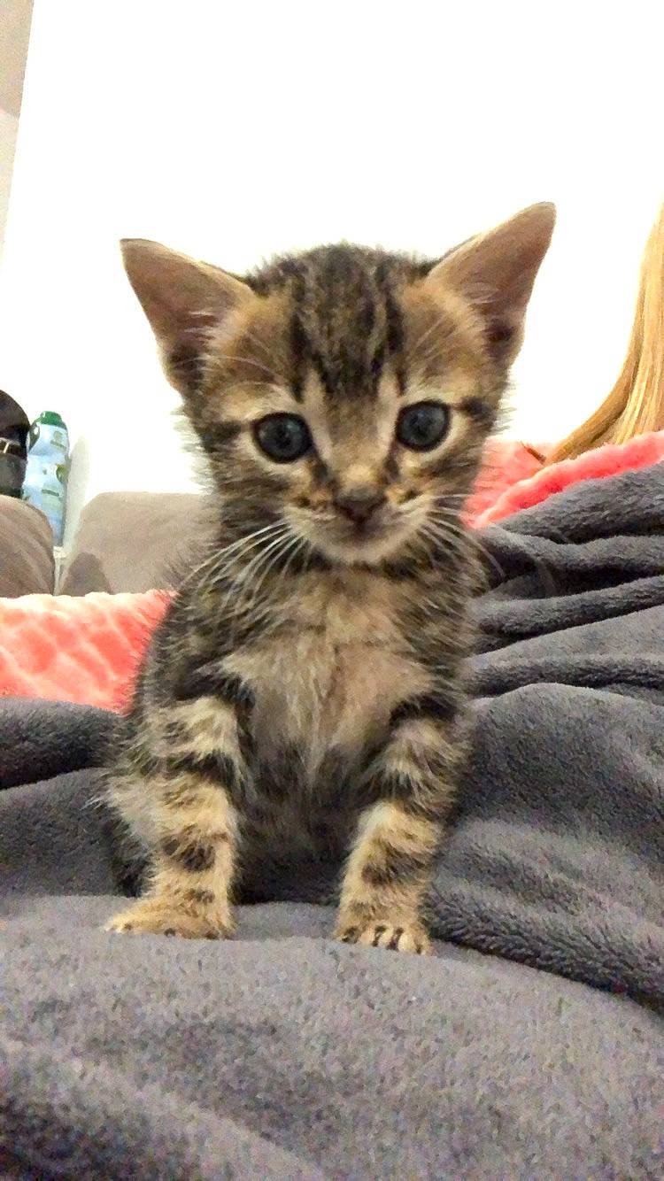 Sparco participe au concours pour gagner de l'argent avec cette photo : american_shorthair, arabian_mau, asian, australian_mist, bengal, california_spangled, carnivore, cat, domestic_short_haired_cat, dragon_li, egyptian_mau, european_shorthair, felidae, kitten, mammal, pixie_bob, small_to_medium_sized_cats, tabby_cat, vertebrate, whiskers