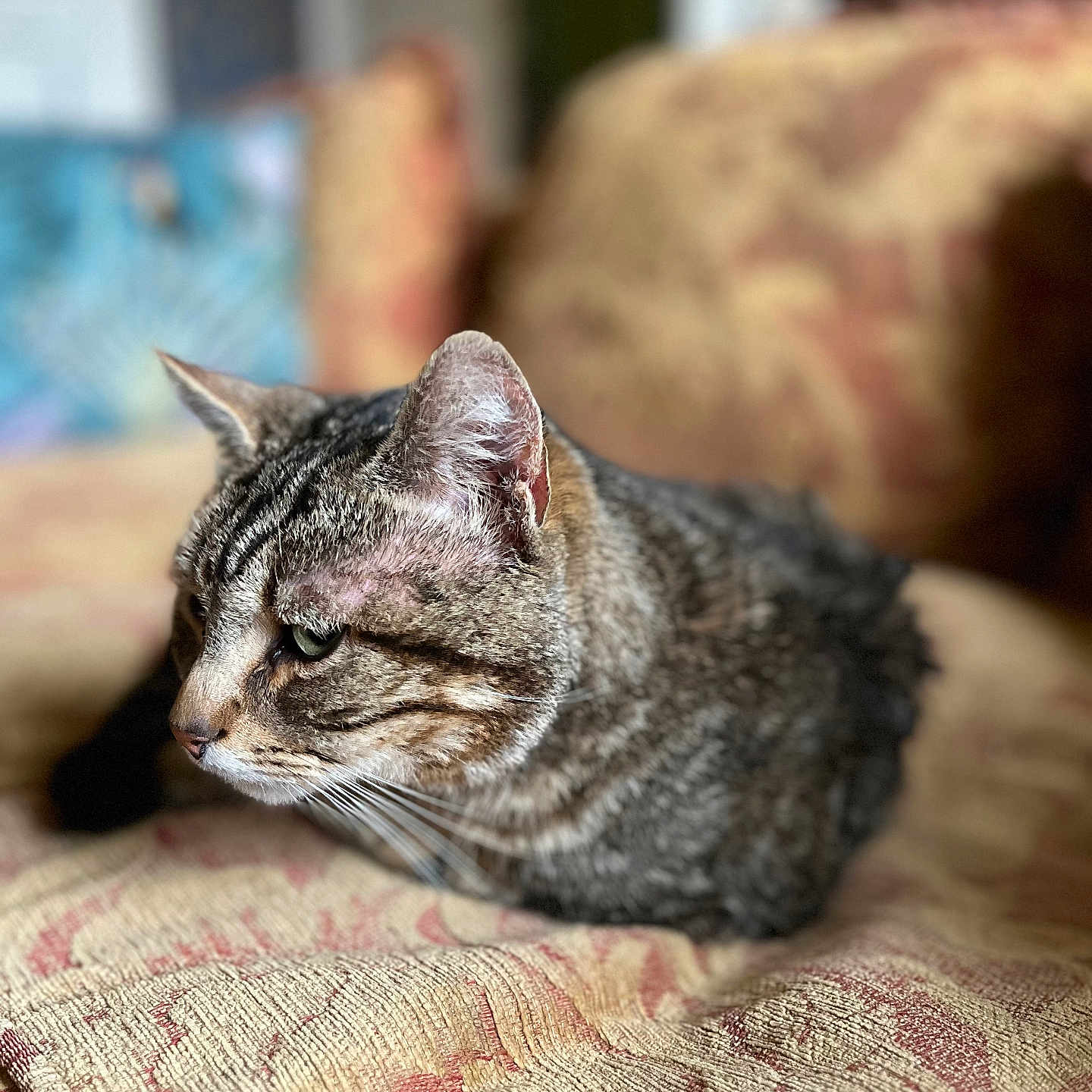 Titi a rejoint le concours — aidez-le/la à gagner de superbes lots ! animal, cat, closeup, couch, cozy, domestic_animal, ears, fabric, feline, fur, home, indoor, pattern, pet, relaxed, resting, sitting, soft_focus, tabby, whiskers
