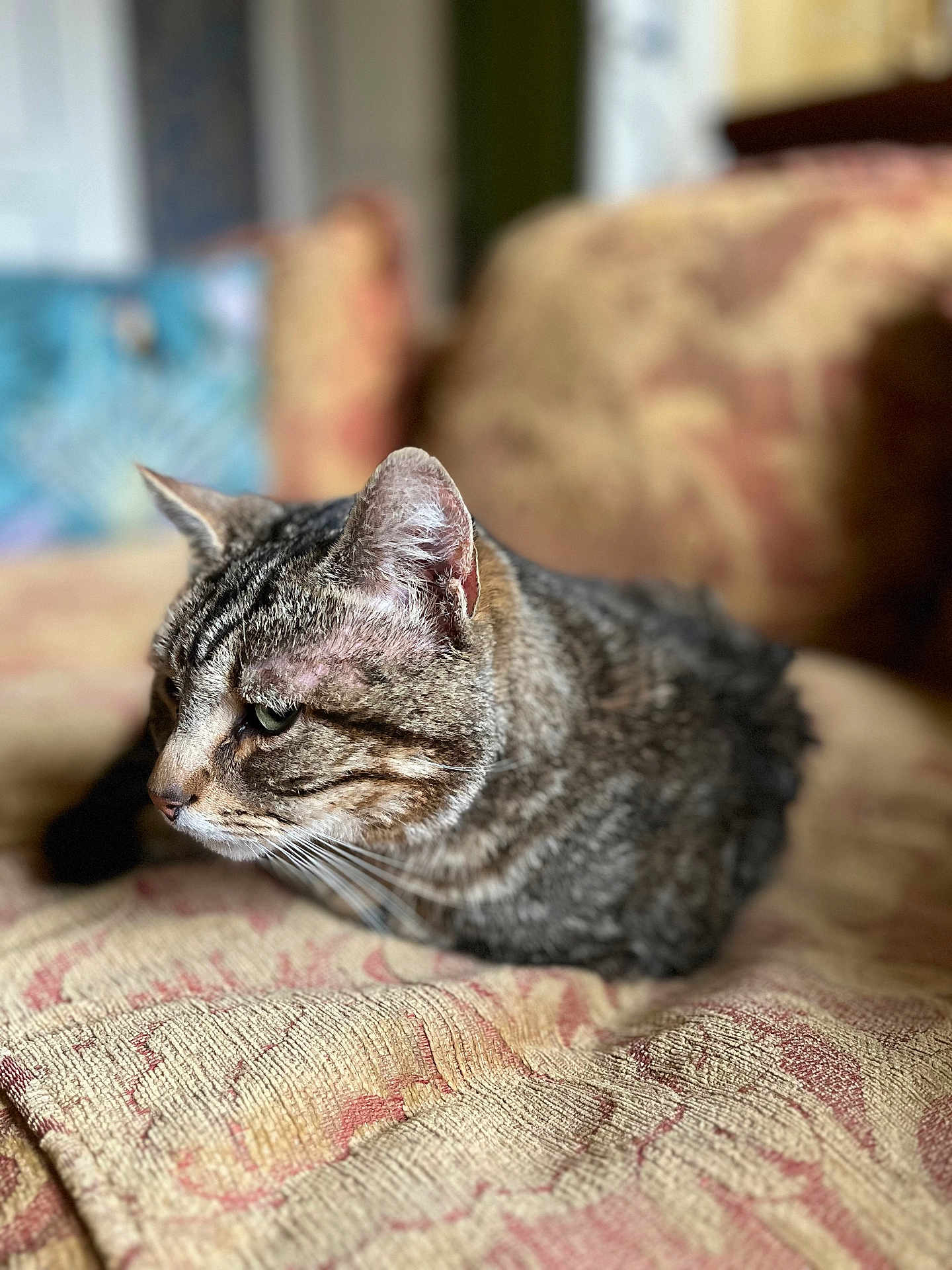 Titi a rejoint le concours — aidez-le/la à gagner de superbes lots ! cat, tabby, pet, animal, indoor, couch, fabric, pattern, feline, resting, closeup, soft_focus, whiskers, ears, fur, domestic_animal, cozy, home, relaxed, sitting
