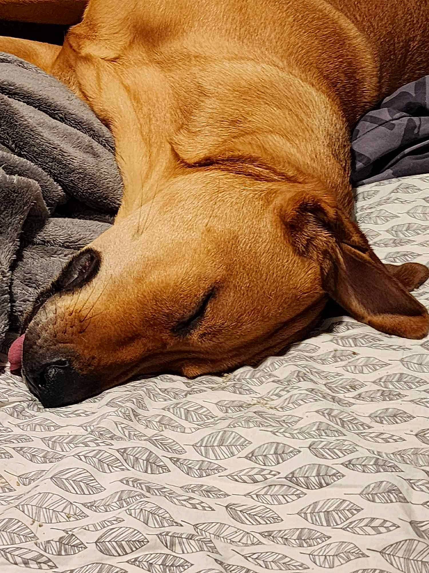 Alina is registered to the contest to win money with this photo: canidae, carnivore, comfort, companion_dog, dog, dog_breed, fawn, foot, fur, human_leg, liver, nap, snout, sporting_group, terrestrial_animal, whiskers, wildlife, wood, working_animal, wrinkle