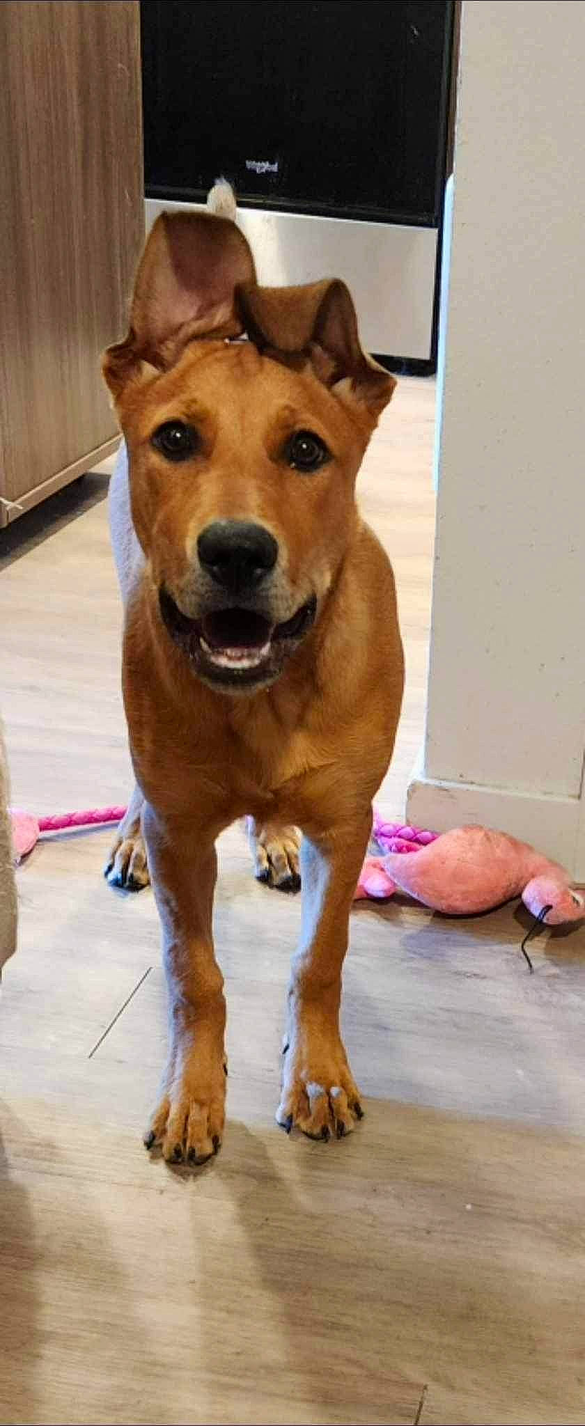 Alina joined the competition — help win amazing prizes! ancient_dog_breeds, canidae, carnivore, collar, companion_dog, dog, dog_breed, dog_collar, fawn, flooring, fur, hunting_dog, liver, non_sporting_group, snout, sporting_group, street_dog, whiskers, working_animal, working_dog