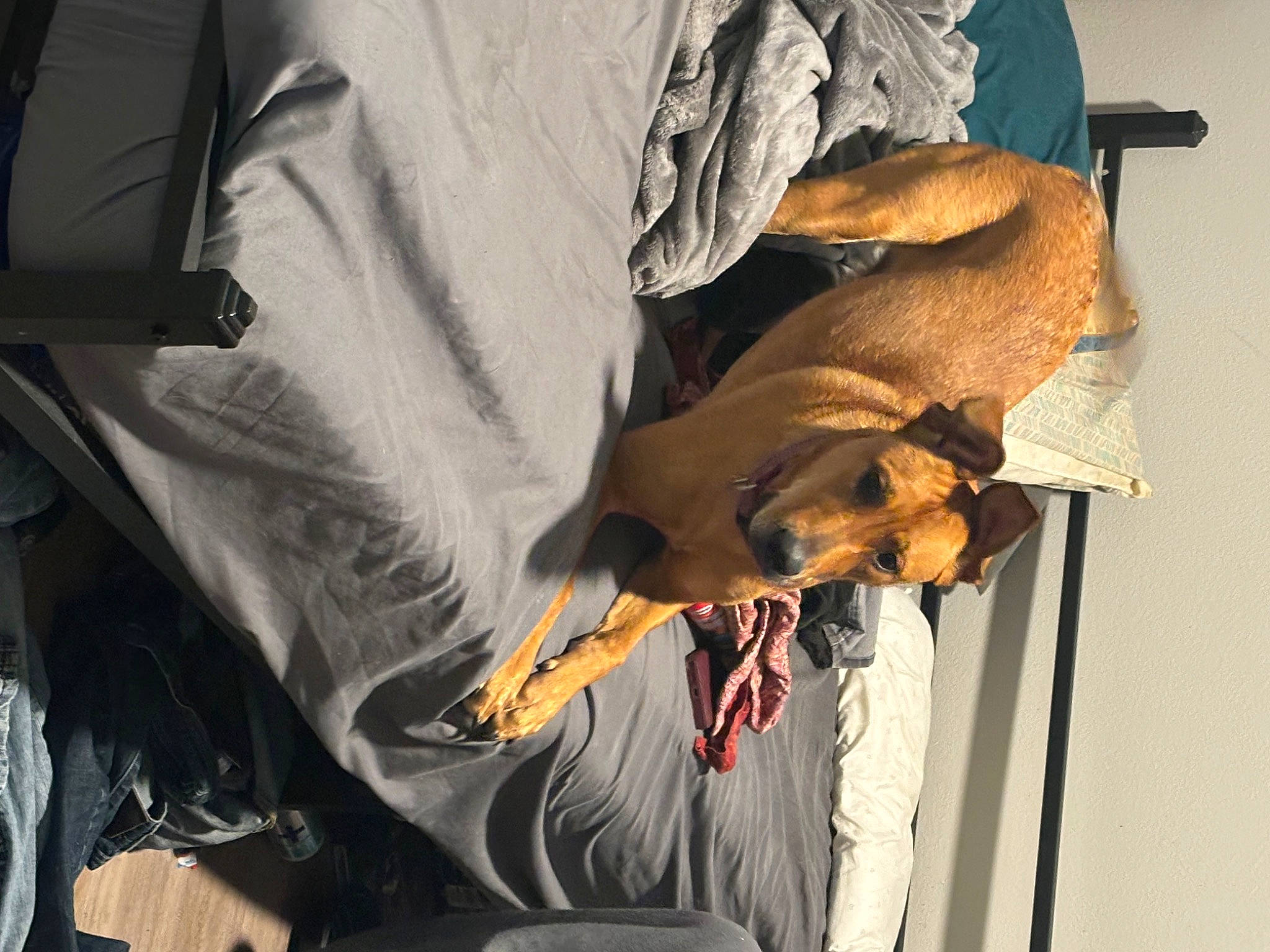 Alina is registered to the contest to win money with this photo: canidae, carnivore, comfort, companion_dog, dog, dog_breed, elbow, guard_dog, human_leg, room, safety_glove, sporting_group, working_animal